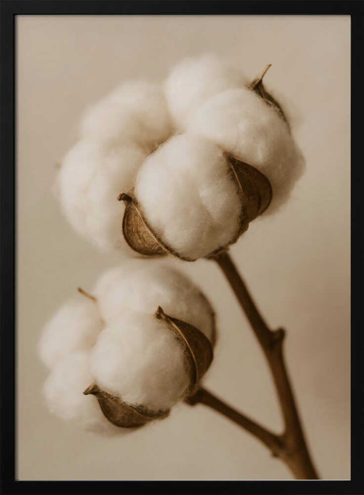 Soft Cotton Dreams