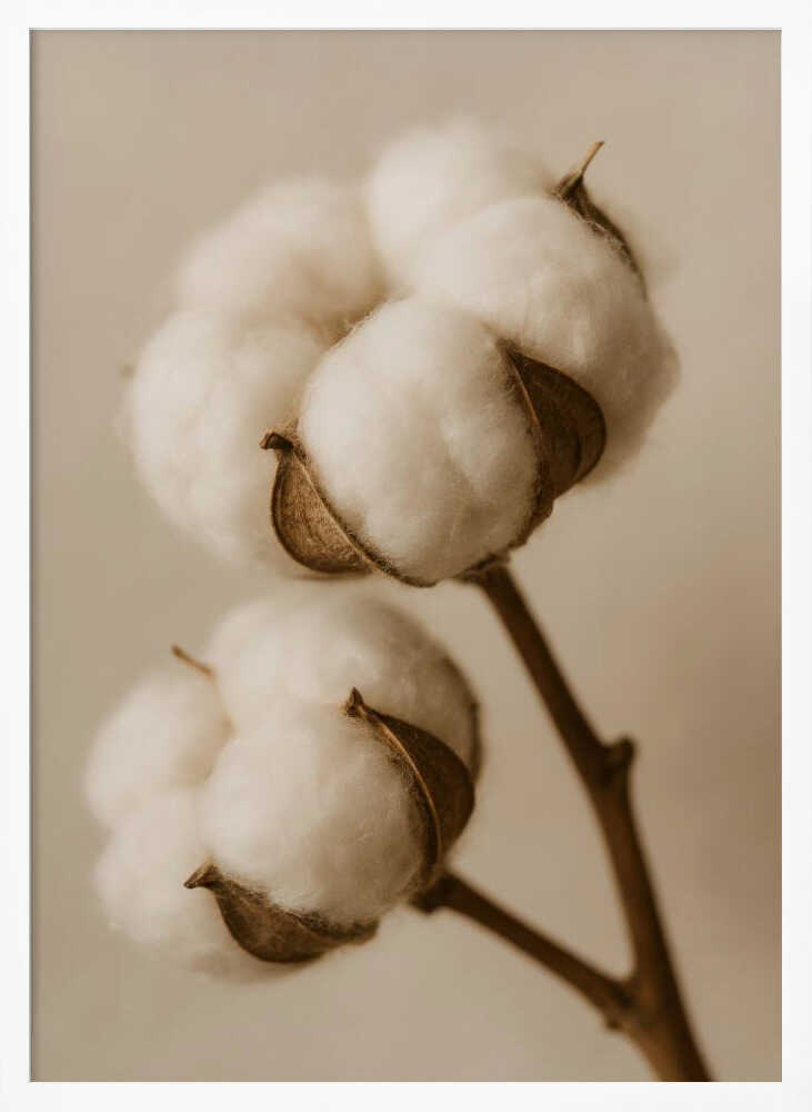 Soft Cotton Dreams