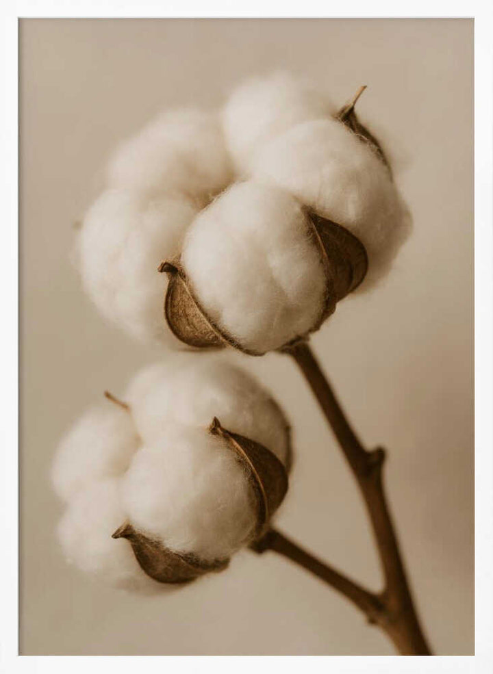Soft Cotton Dreams