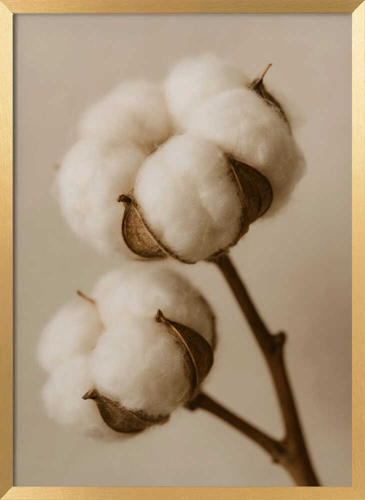 Soft Cotton Dreams