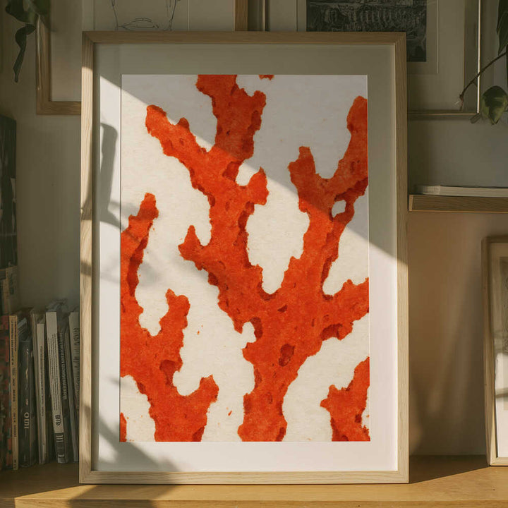 Coral Dreams