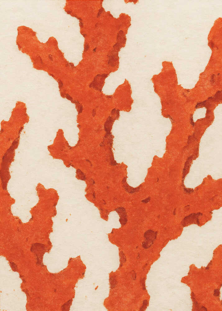 Coral Dreams