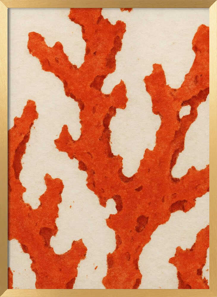 Coral Dreams