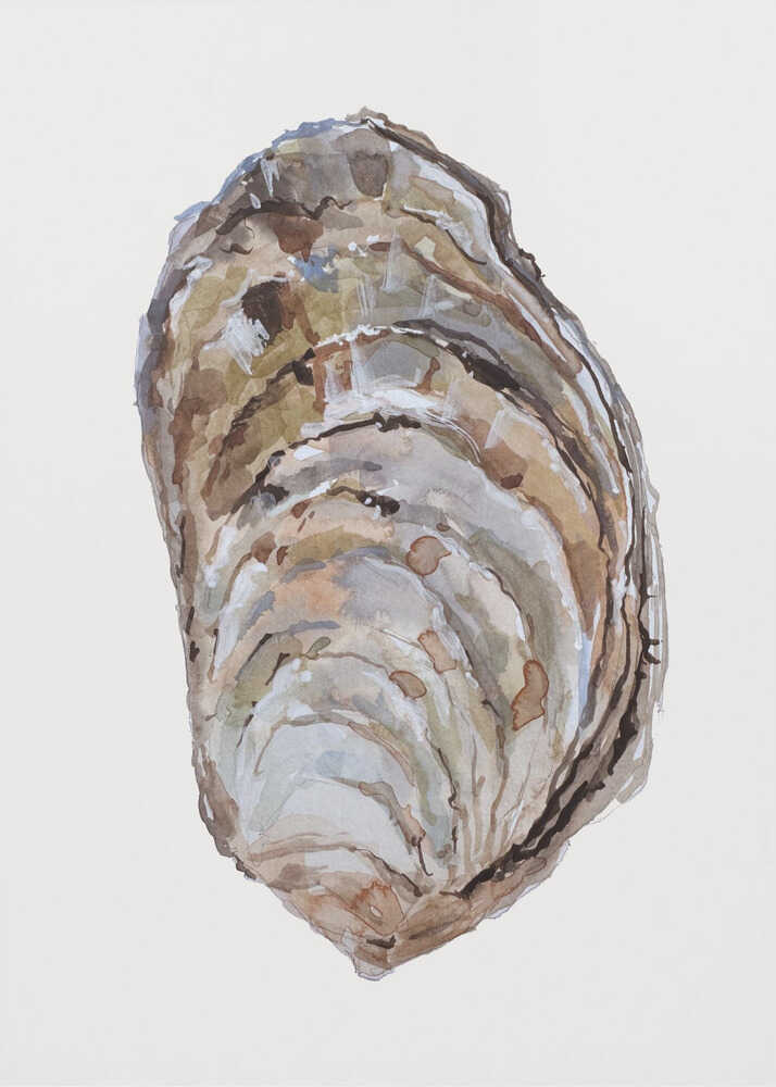 Oyster's Elegance