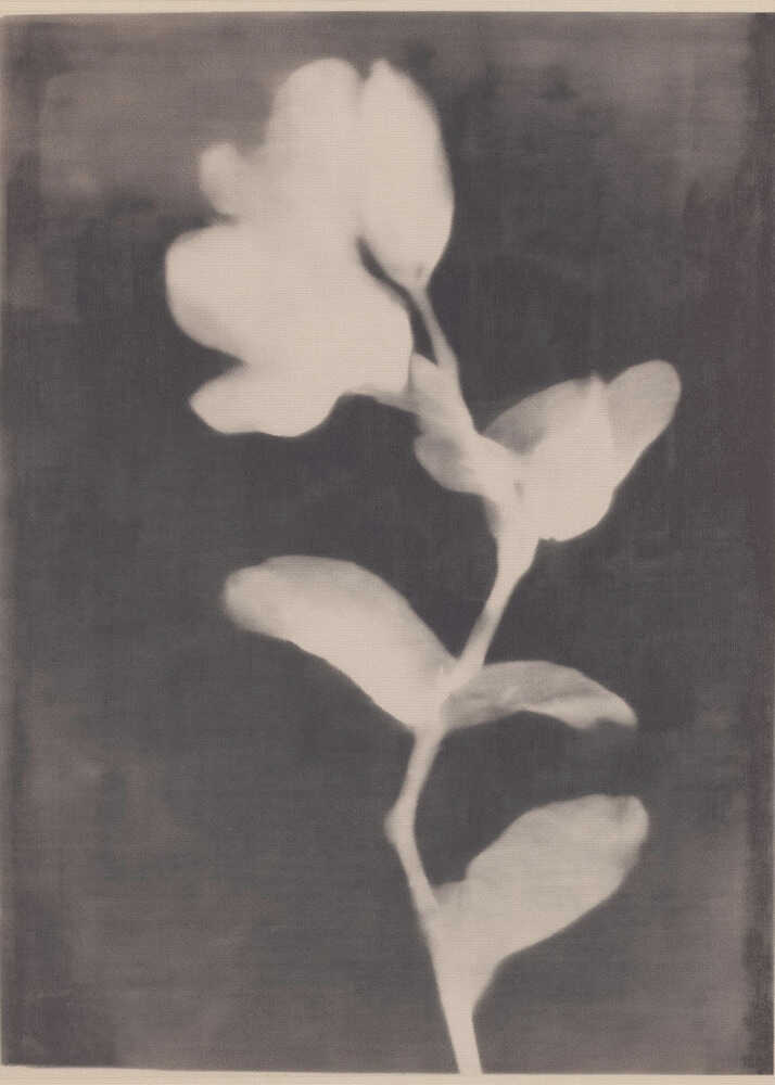 Fadedbloom