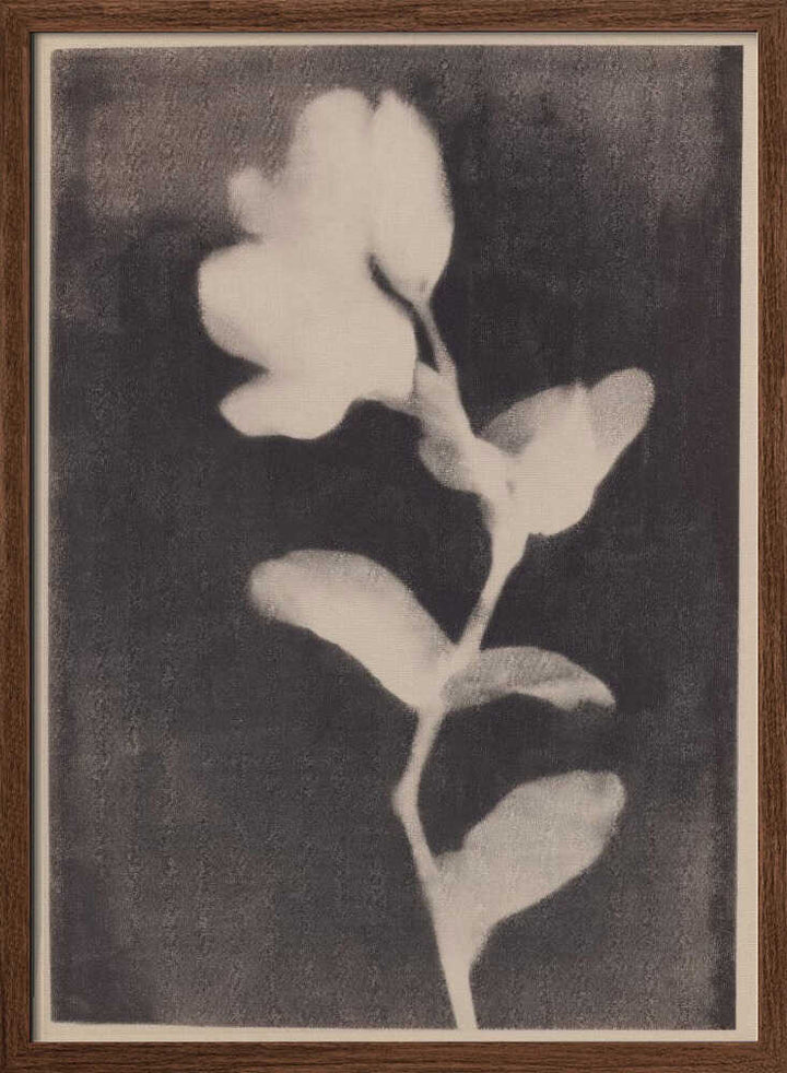 Fadedbloom