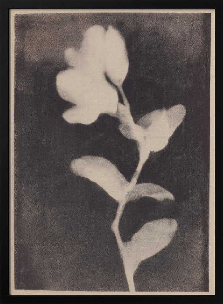 Fadedbloom