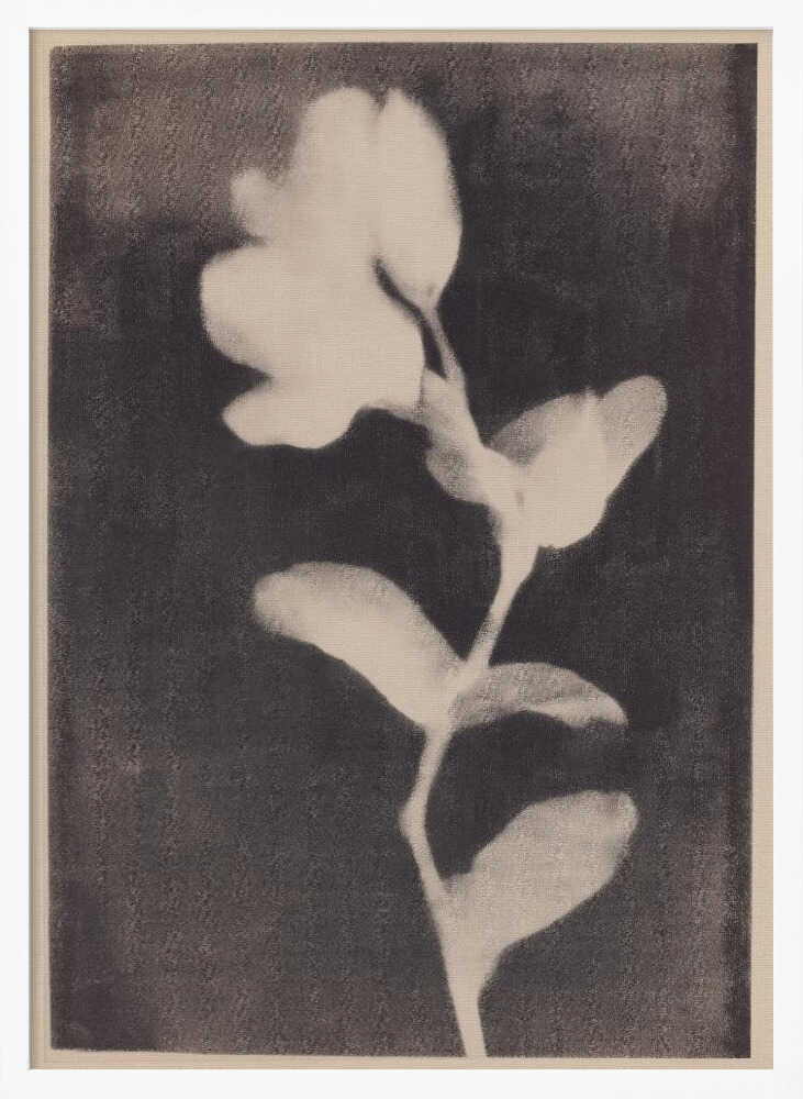 Fadedbloom