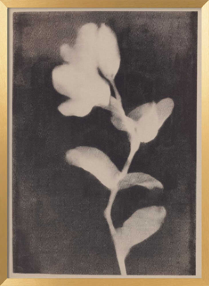 Fadedbloom