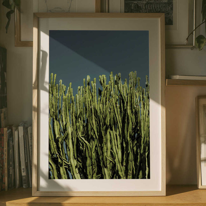 Cacti