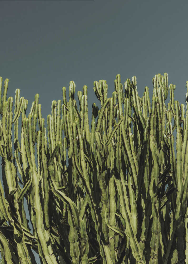 Cacti