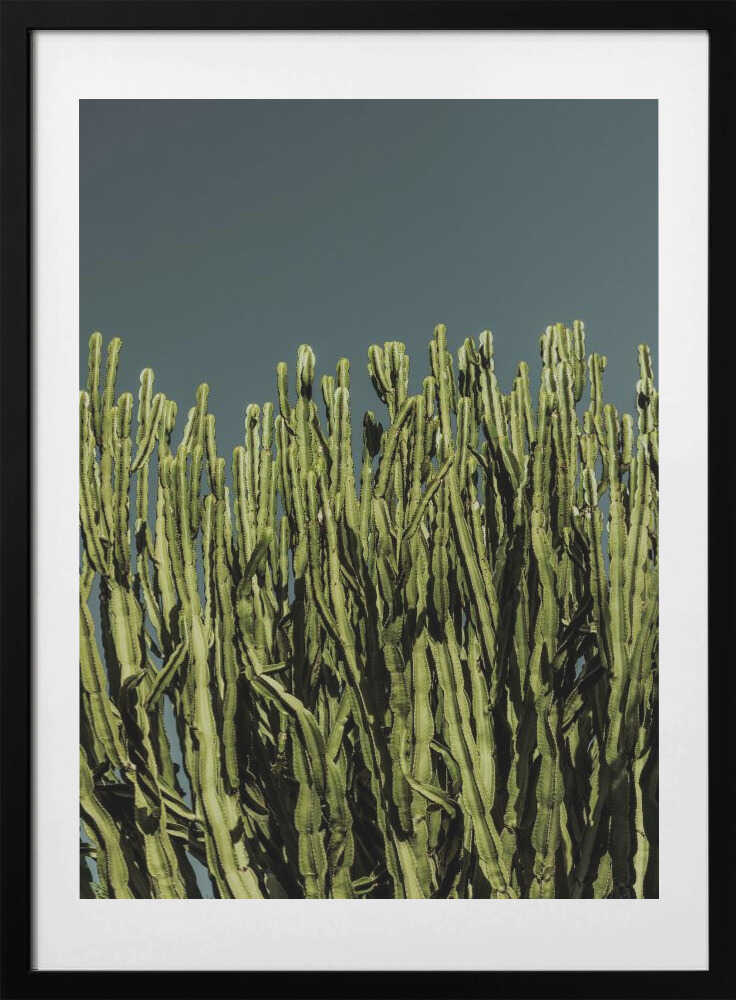 Cacti