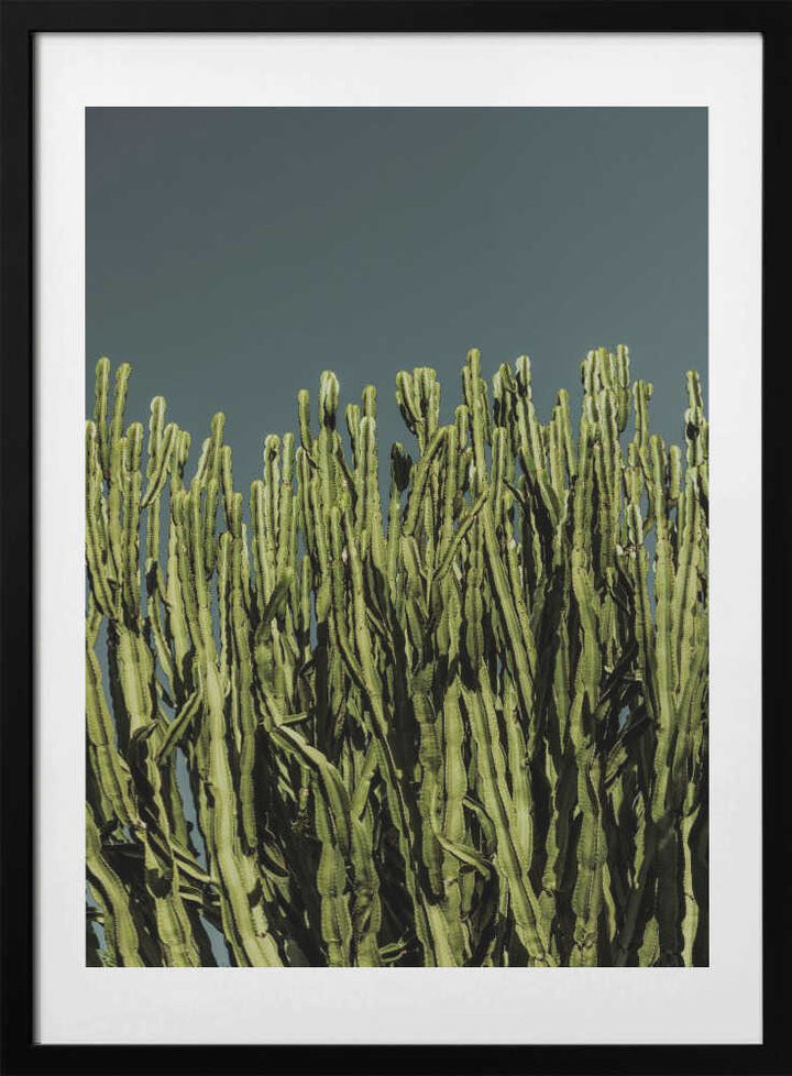 Cacti