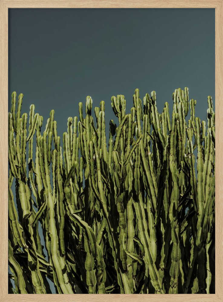 Cacti