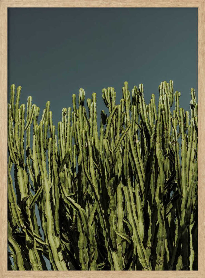 Cacti