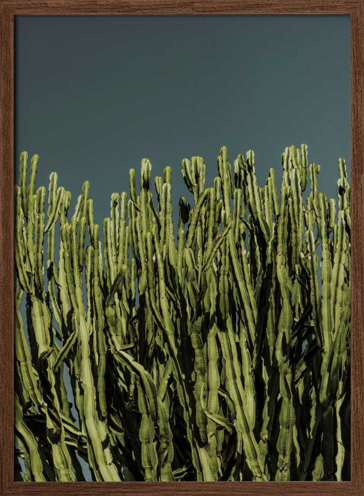 Cacti