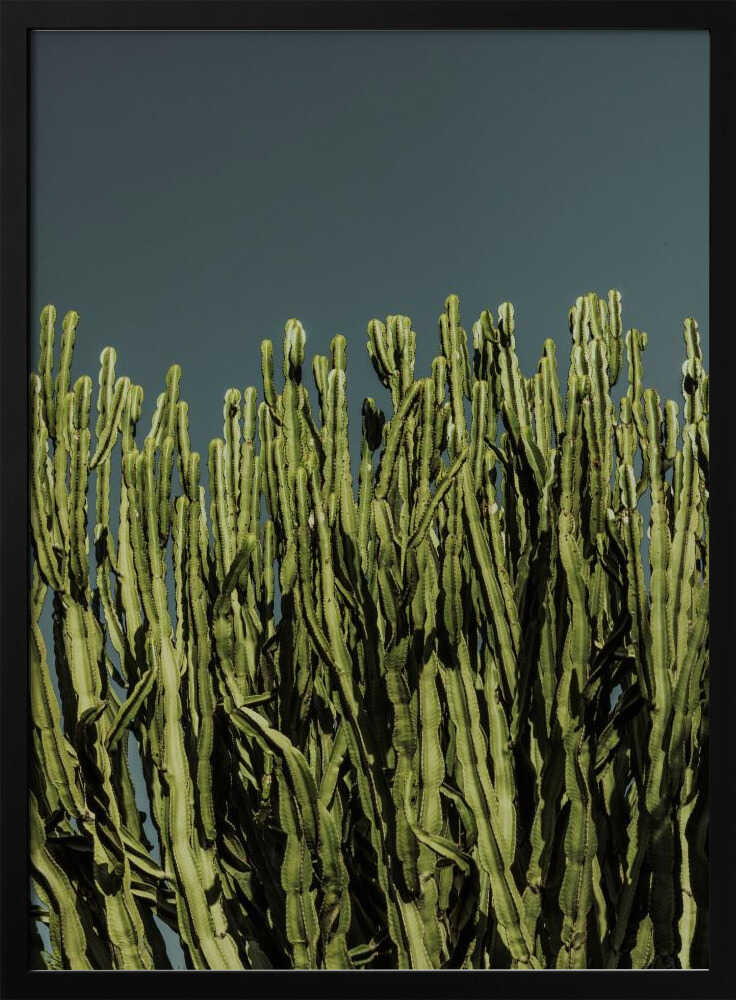 Cacti