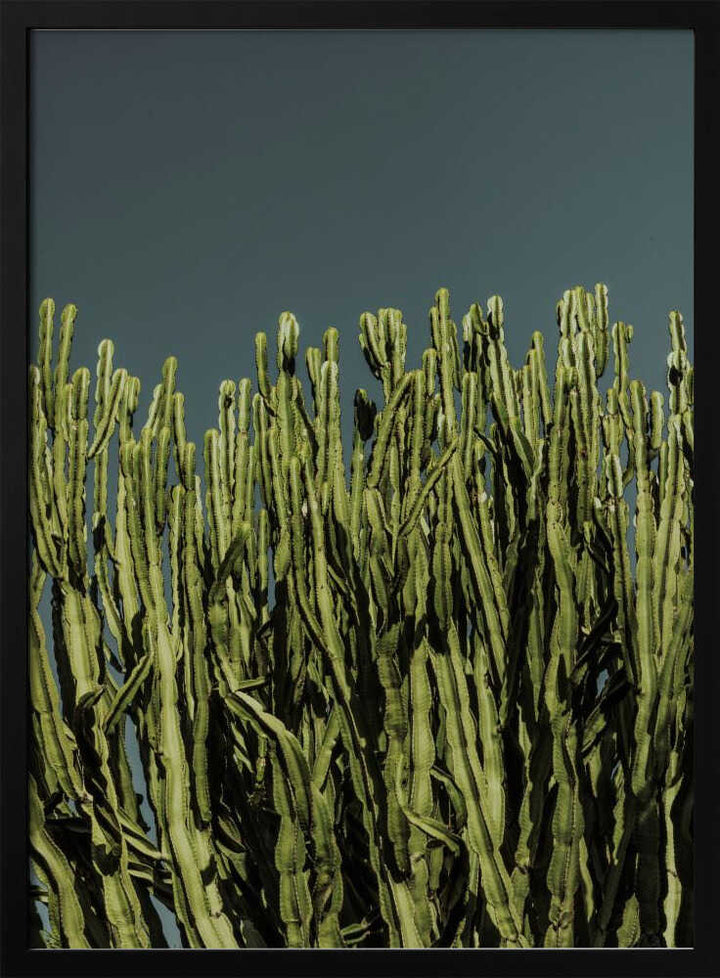 Cacti