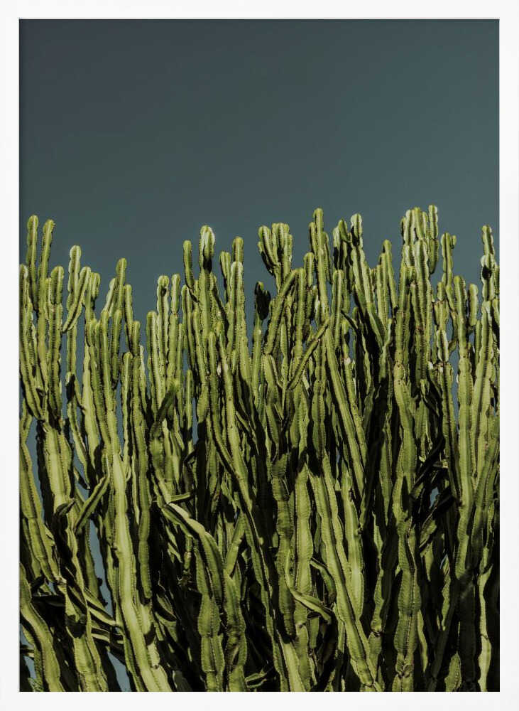 Cacti