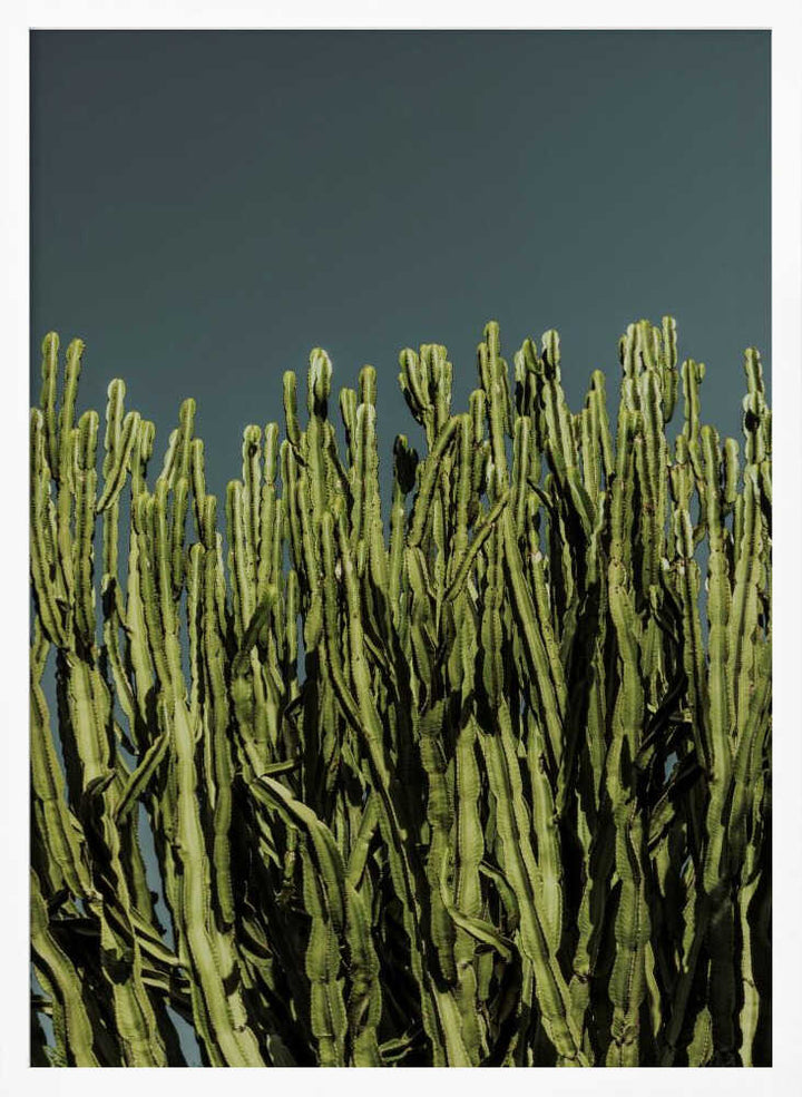 Cacti