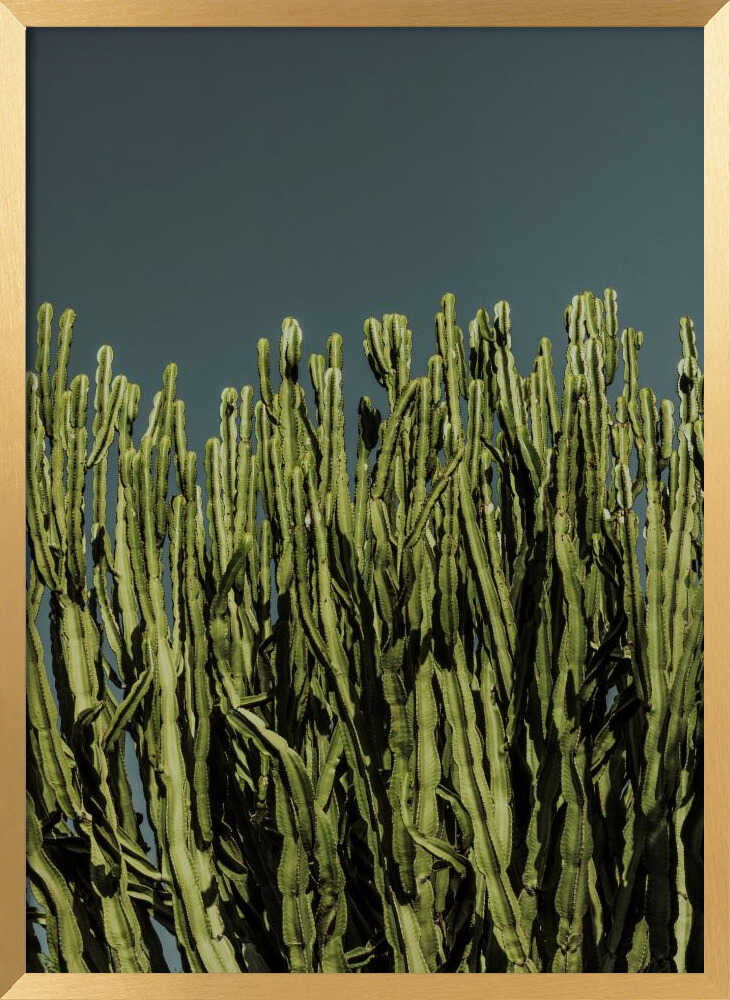 Cacti