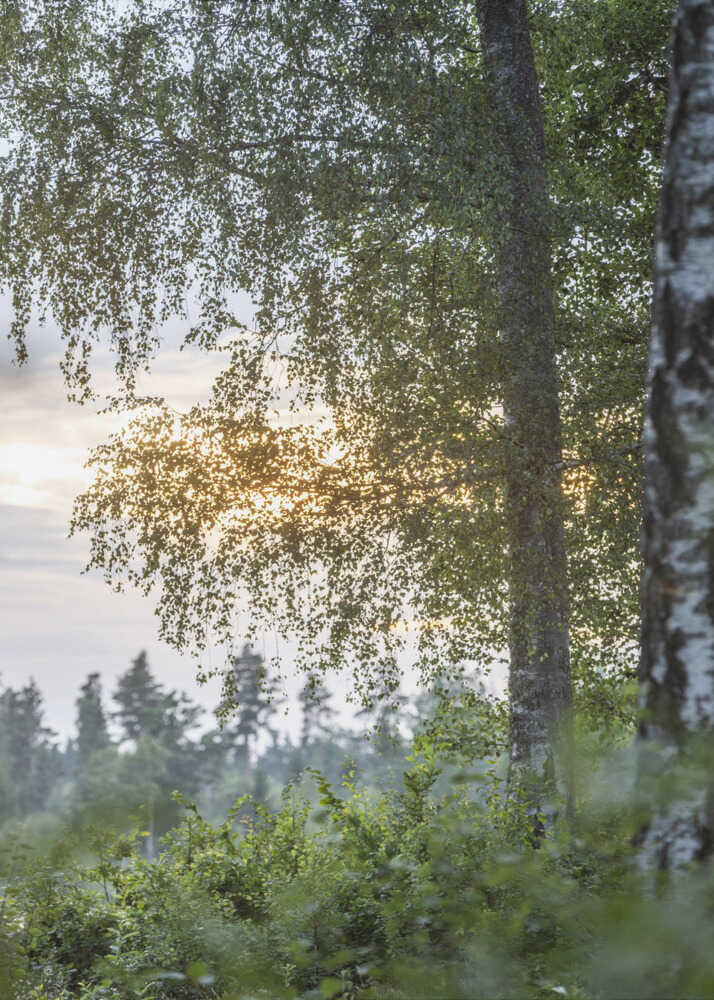 A Swedish Summer 8