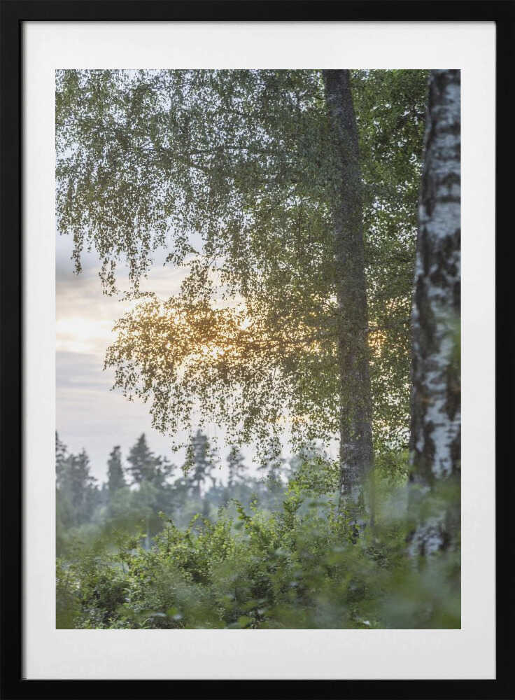 A Swedish Summer 8