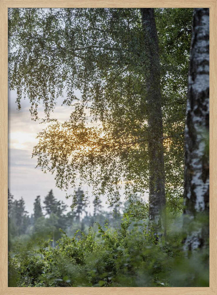 A Swedish Summer 8
