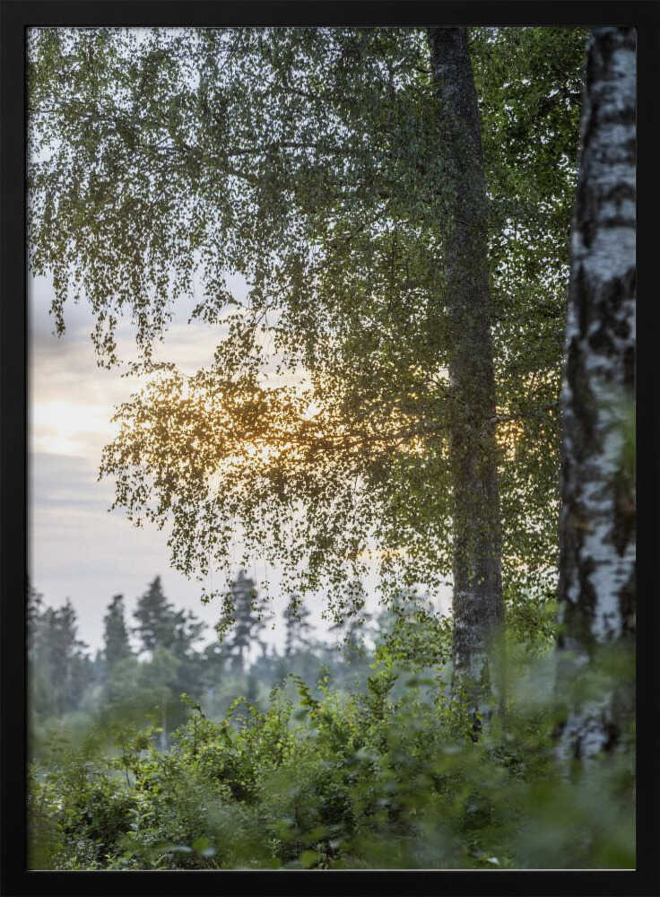 A Swedish Summer 8