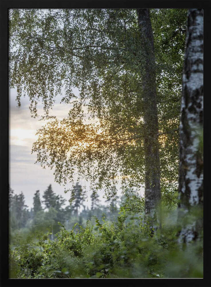 A Swedish Summer 8