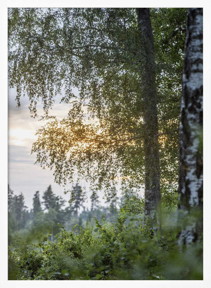 A Swedish Summer 8