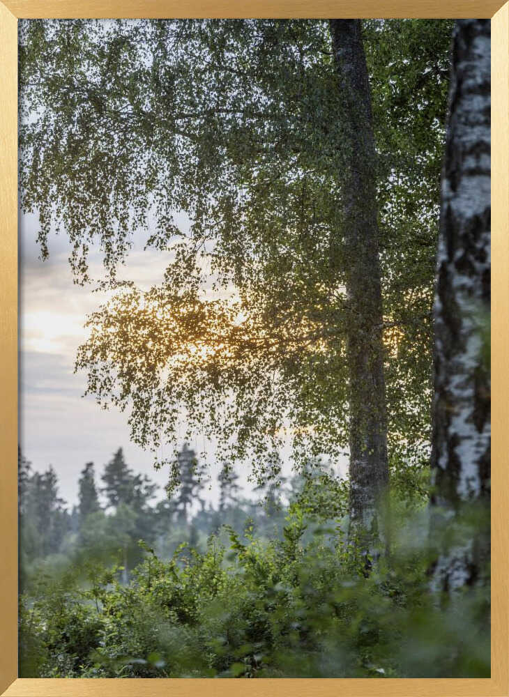 A Swedish Summer 8