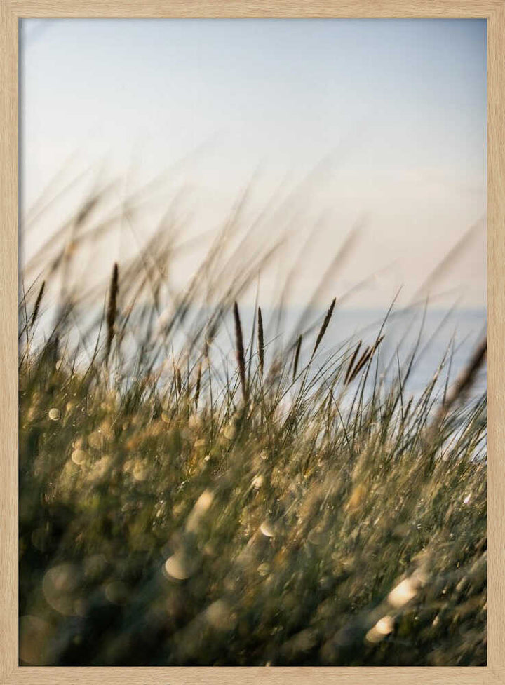 Field of Light