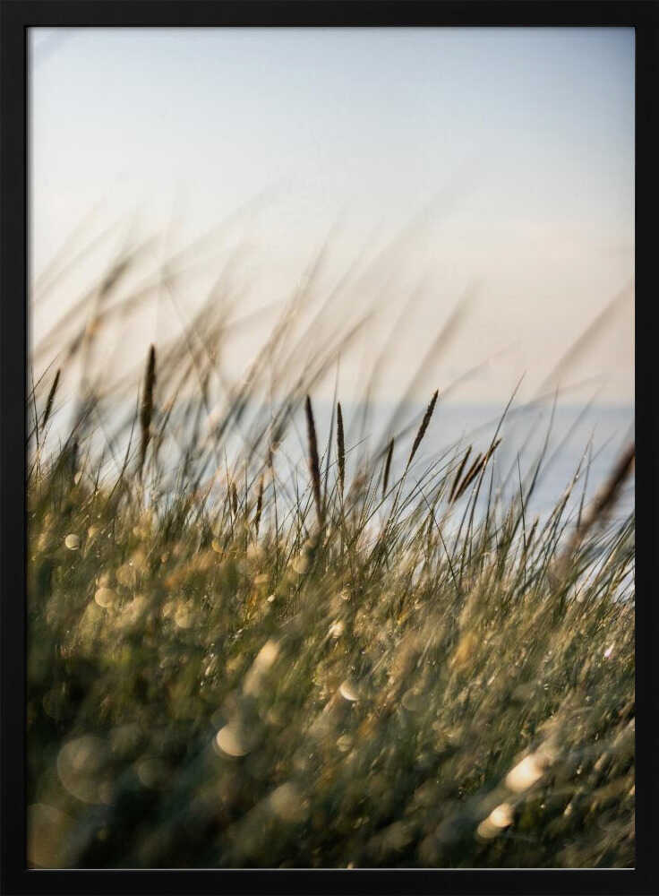 Field of Light