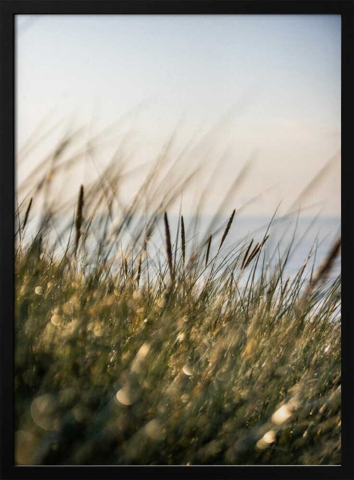 Field of Light