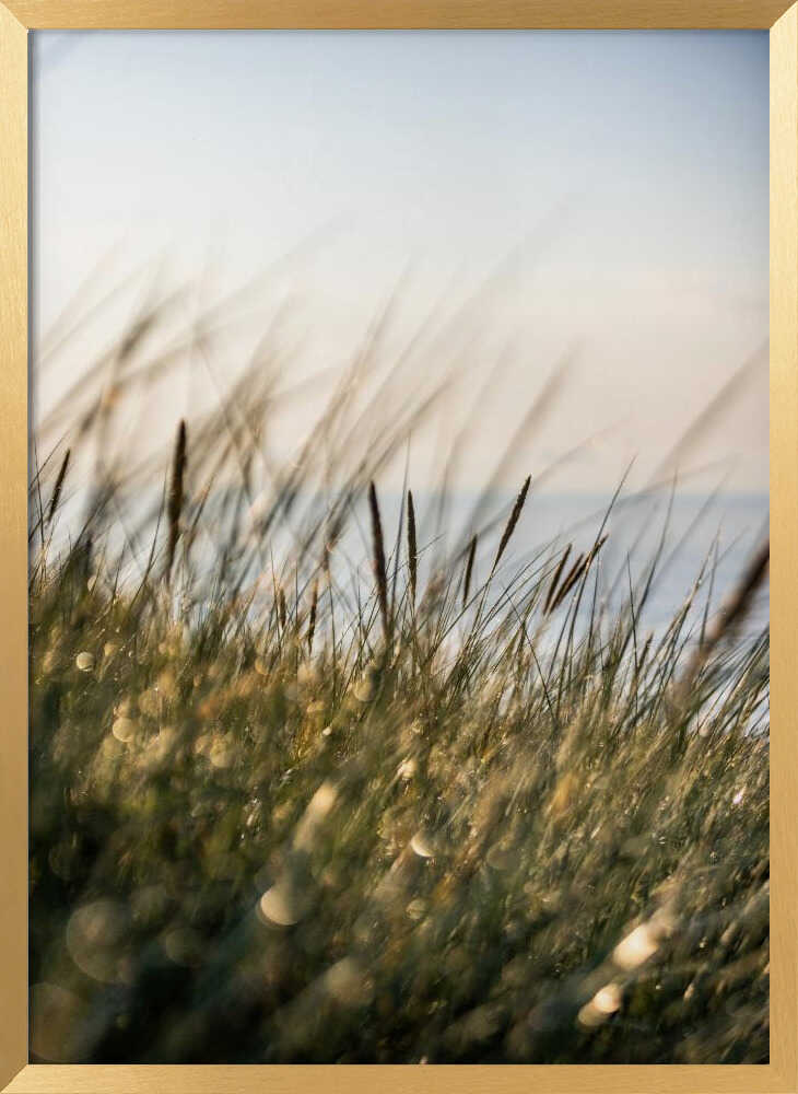 Field of Light