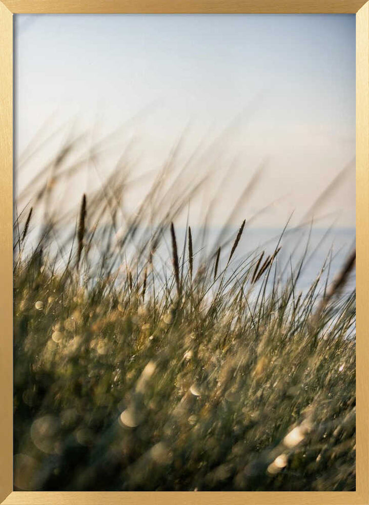Field of Light