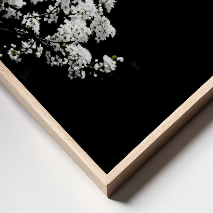 White Spring Blossoms