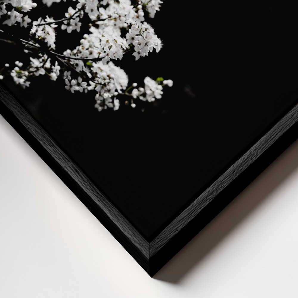 White Spring Blossoms