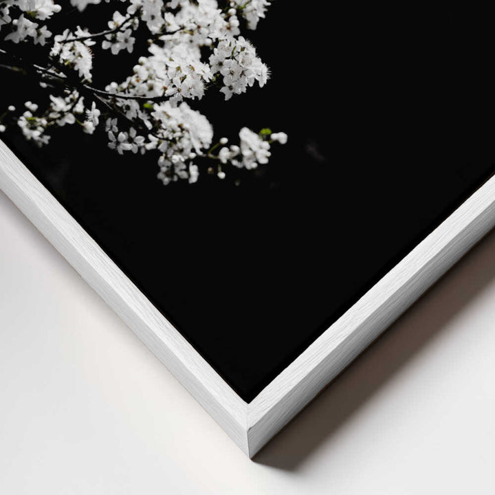 White Spring Blossoms