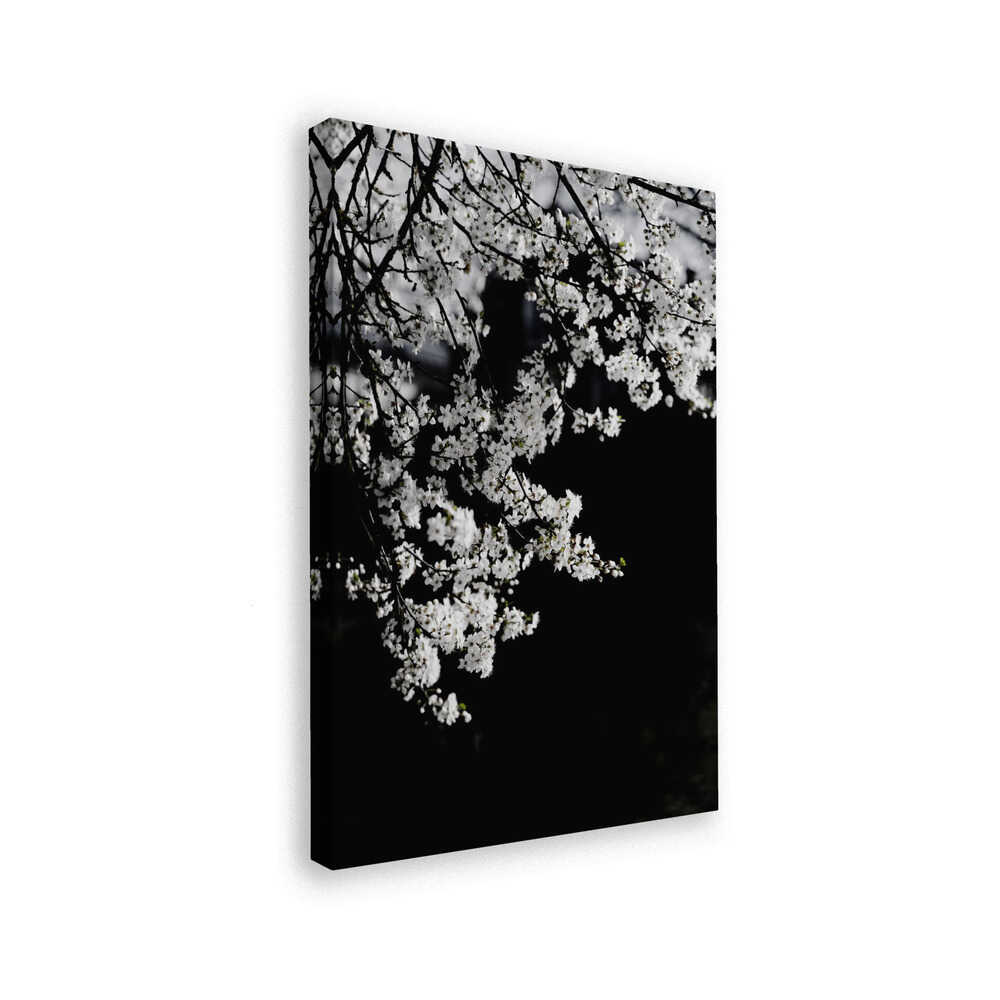 White Spring Blossoms