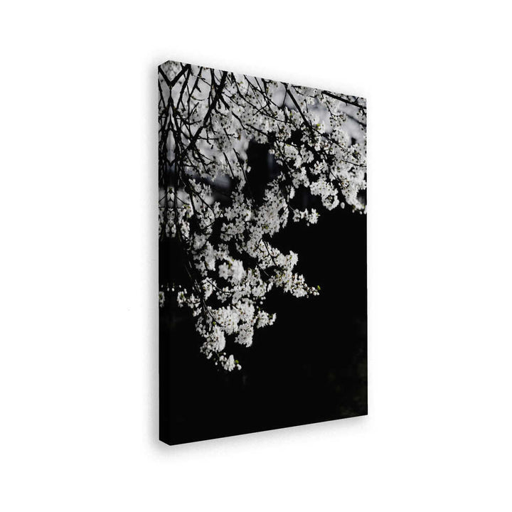 White Spring Blossoms