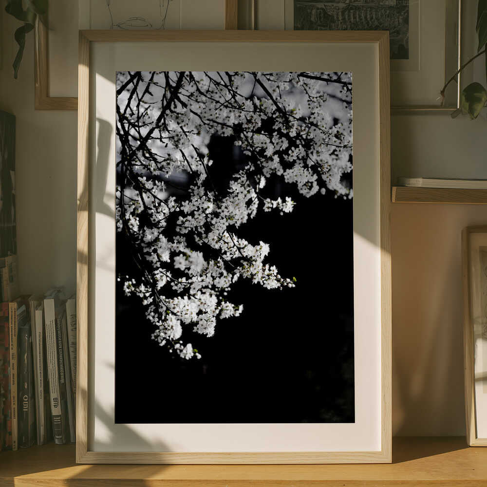 White Spring Blossoms
