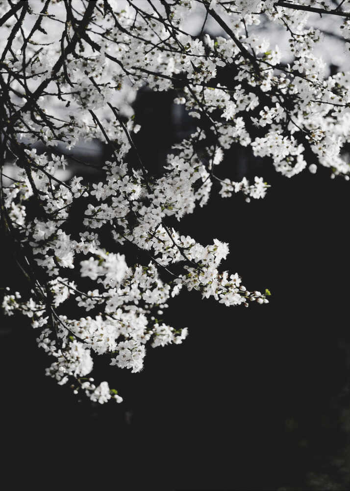 White Spring Blossoms