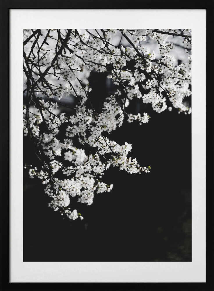 White Spring Blossoms