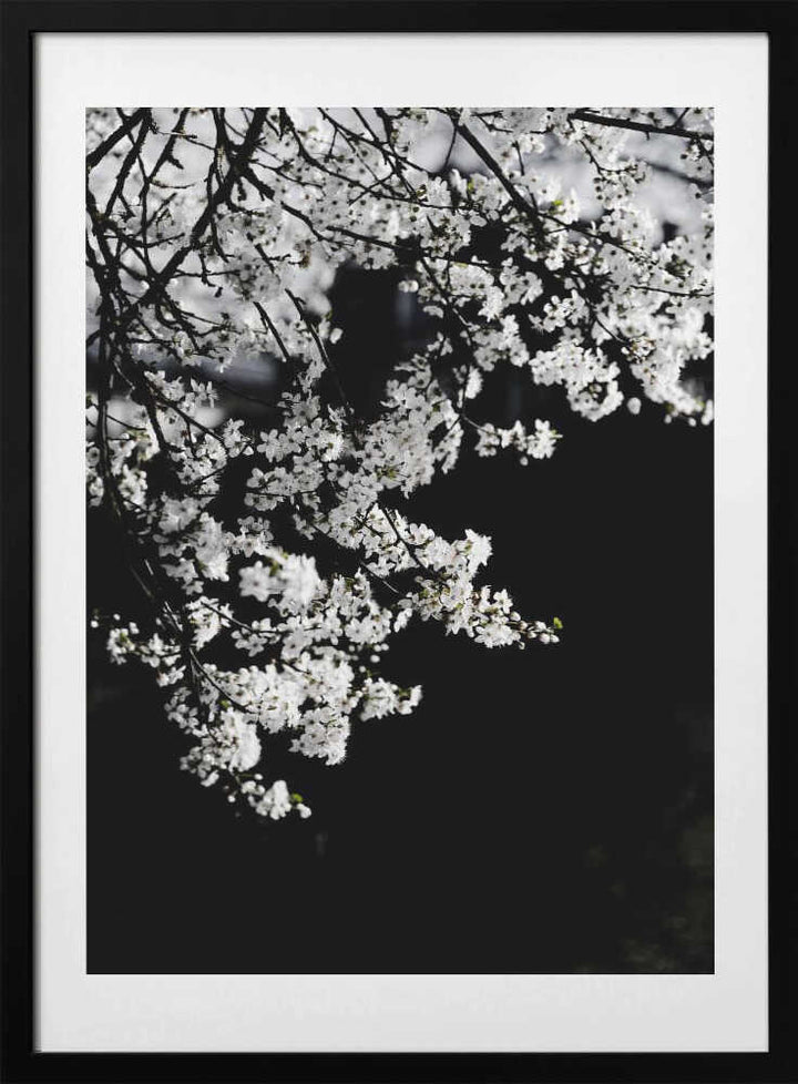 White Spring Blossoms