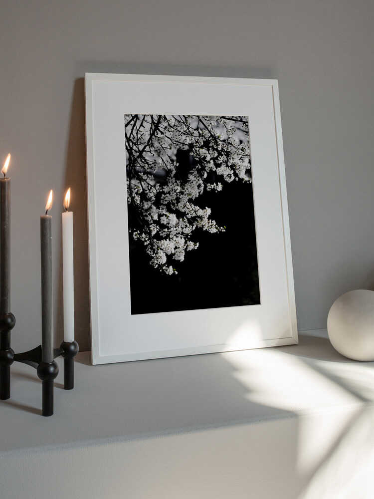 White Spring Blossoms