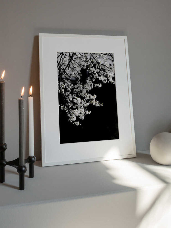 White Spring Blossoms