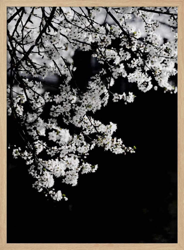 White Spring Blossoms