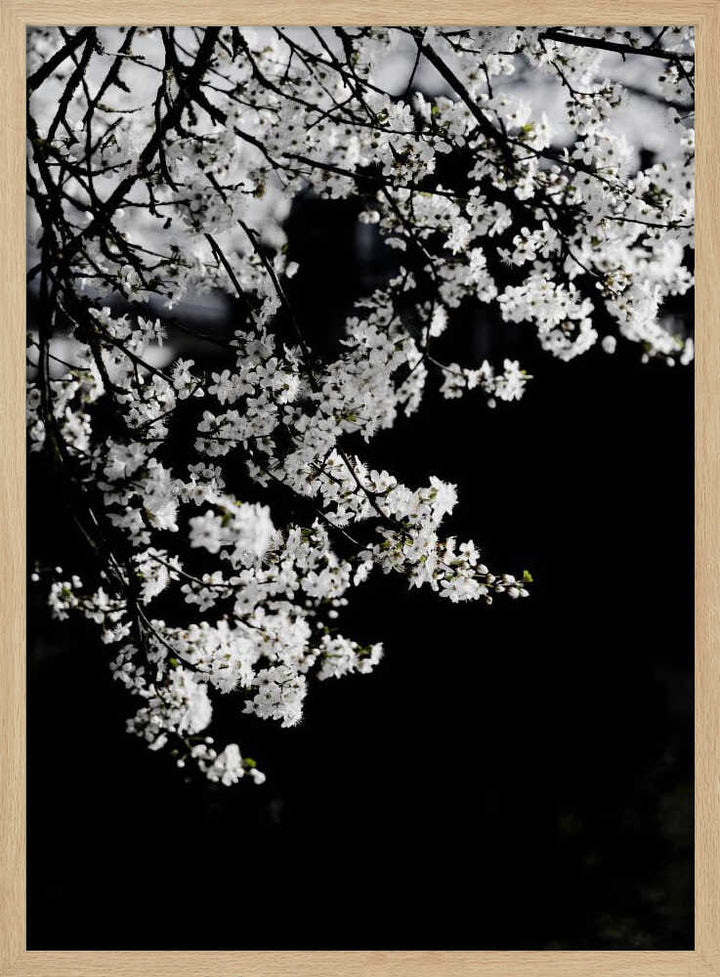 White Spring Blossoms